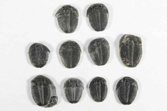 Lot: / Elrathia Trilobites - Pieces #92008